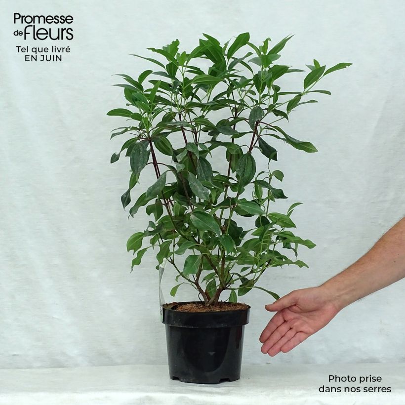 Amostra de Viburnum davidii Angustifolium - Viburno-de-David Vaso de 3 L/4 L tal como entregue no verão