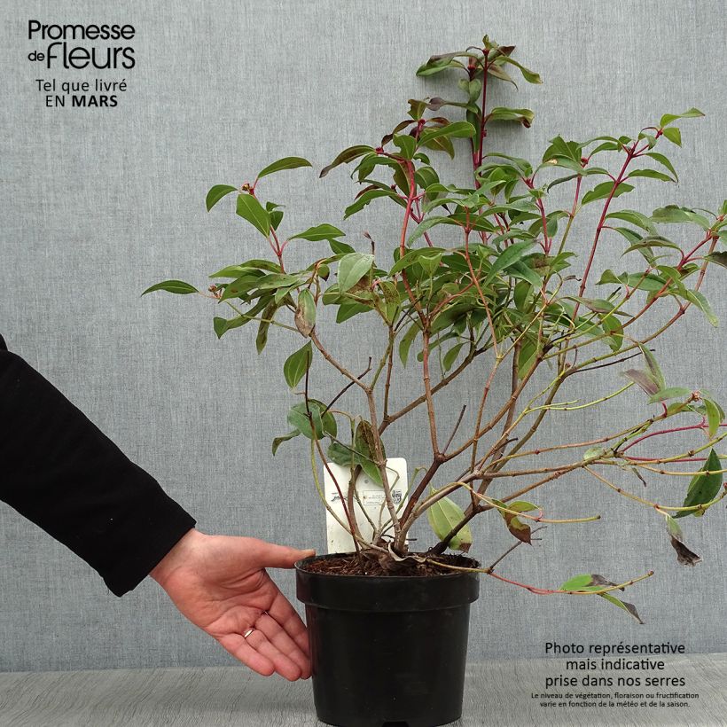 Amostra de Viorne de David - Viburnum davidii Angustifolium Vaso de 3 L/4 L tal como entregue no inverno