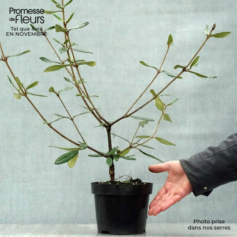 Amostra de Viburnum Pragense - Viburno de Praga Vaso de 3 L/4 L tal como entregue no outono