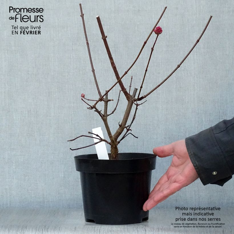 Amostra de Viburnum bodnantense Charles Lamont - Viburno-de-Bodnant Vaso de 3 L/4 L tal como entregue no inverno