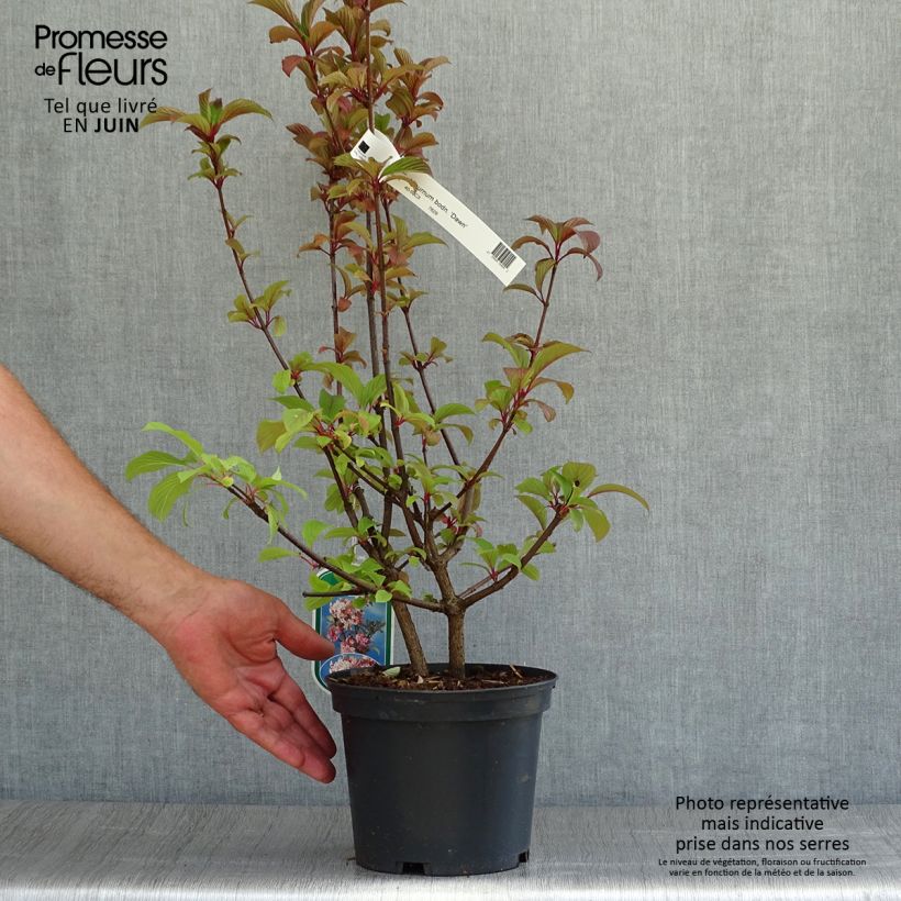 Amostra de Viburnum bodnantense Dawn - Viburno-de-Bodnant Vaso de 2 L/3 L tal como entregue no verão