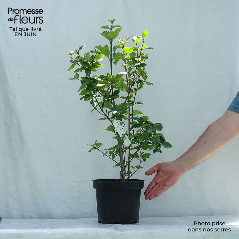 Amostra de Viburnum × burkwoodii Mohawk - Viburno de Burkwood Vaso de 4 L/5 L tal como entregue no verão