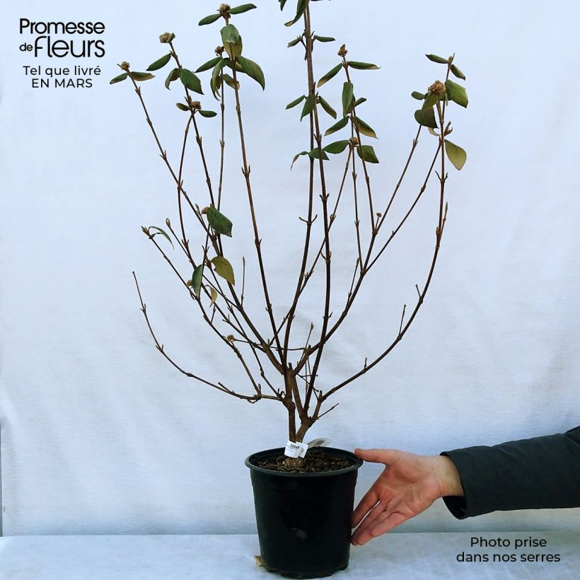 Amostra de Viburnum × burkwoodii Mohawk - Viburno de Burkwood Vaso de 4 L/5 L tal como entregue na primavera