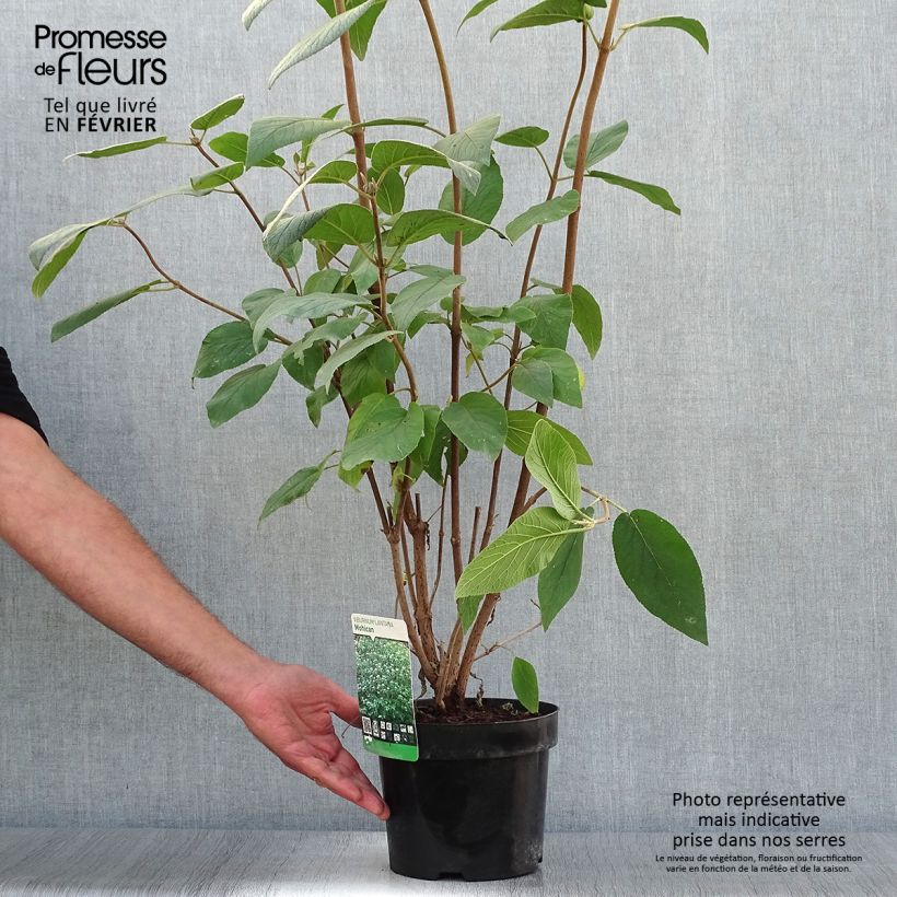 Amostra de Viburnum lantana Mohican - Viburno-lantana Vaso de 3 L/4 L tal como entregue no outono