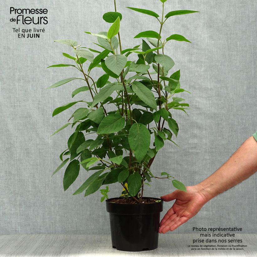 Amostra de Viburnum lantana Mohican - Viburno-lantana Vaso de 3 L/4 L tal como entregue no verão