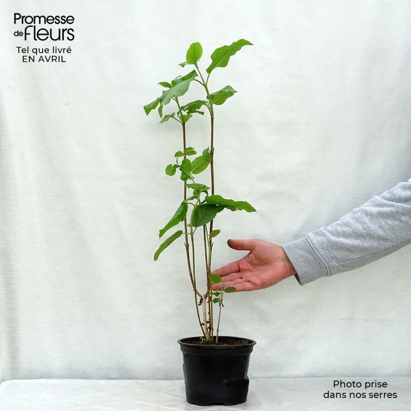 Amostra de Viburnum lantana - Viburno-lantana Vaso de 1,5 L/2 L tal como entregue na primavera