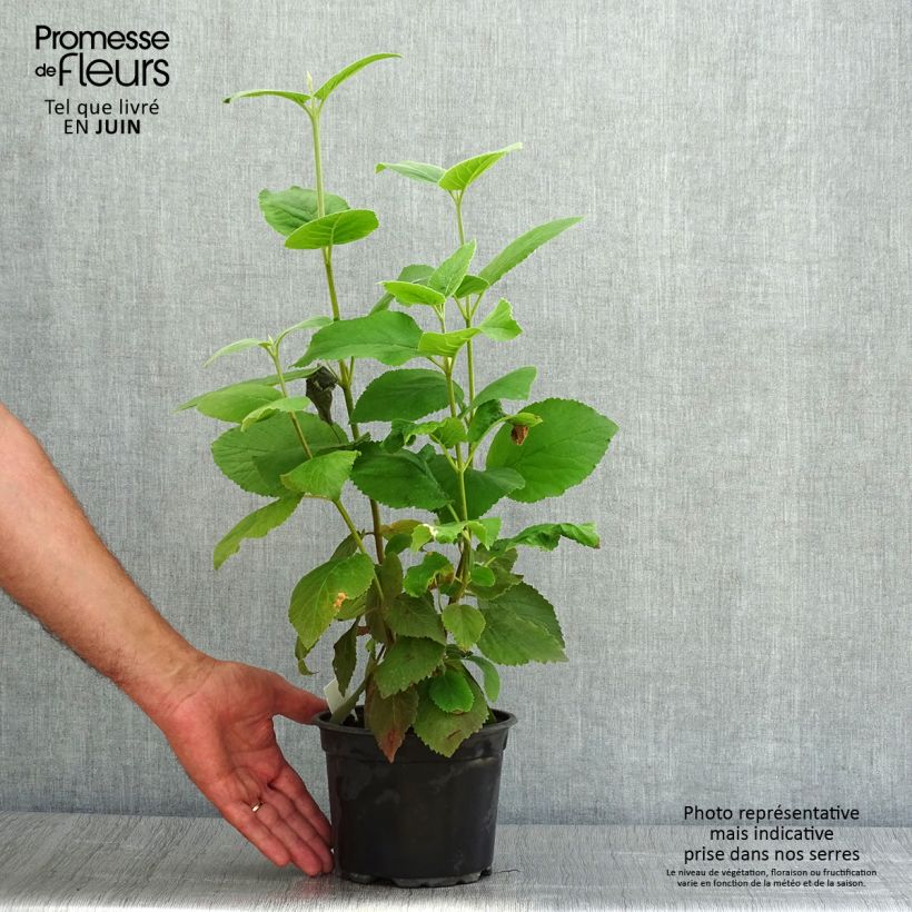 Amostra de Viburnum lantana - Viburno-lantana Vaso de 1,5 L/2 L tal como entregue no verão