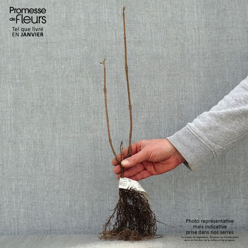 Amostra de Viburnum lantana - Viburno-lantana Raízes nuas tal como entregue no inverno