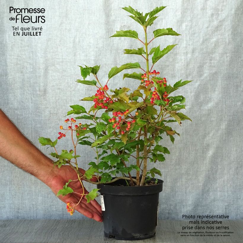 Amostra de Viburnum opulus Compactum - Bola-de-neve Vaso de 3 L/4 L tal como entregue no verão
