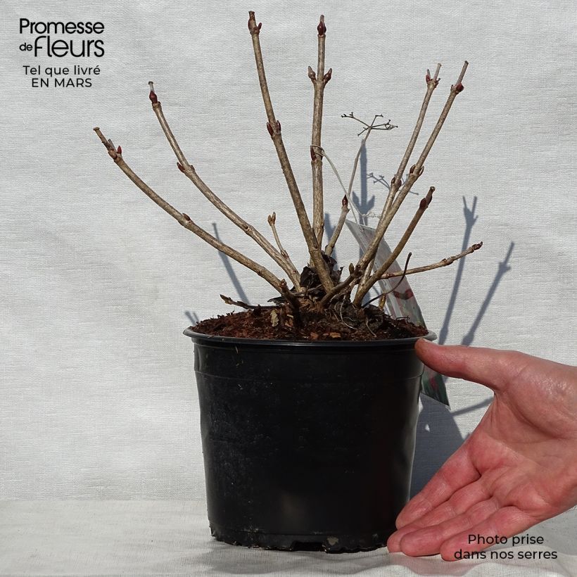 Amostra de Viburnum opulus Compactum - Bola-de-neve Vaso de 8/9 cm tal como entregue na primavera