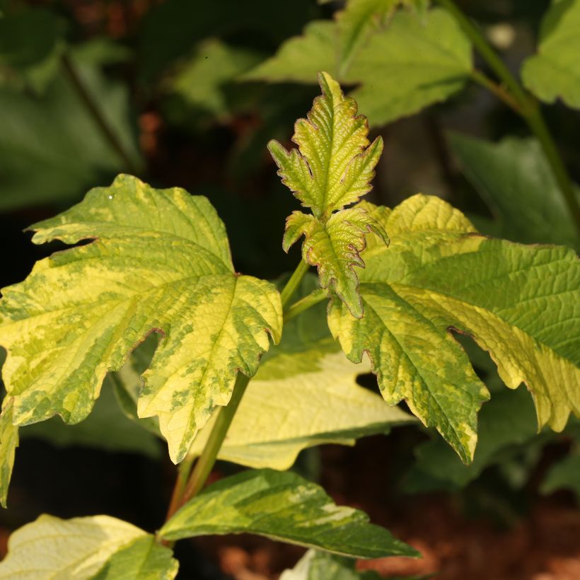 Viburnum opulus Pechcin - Bola-de-neve (Folhagem)