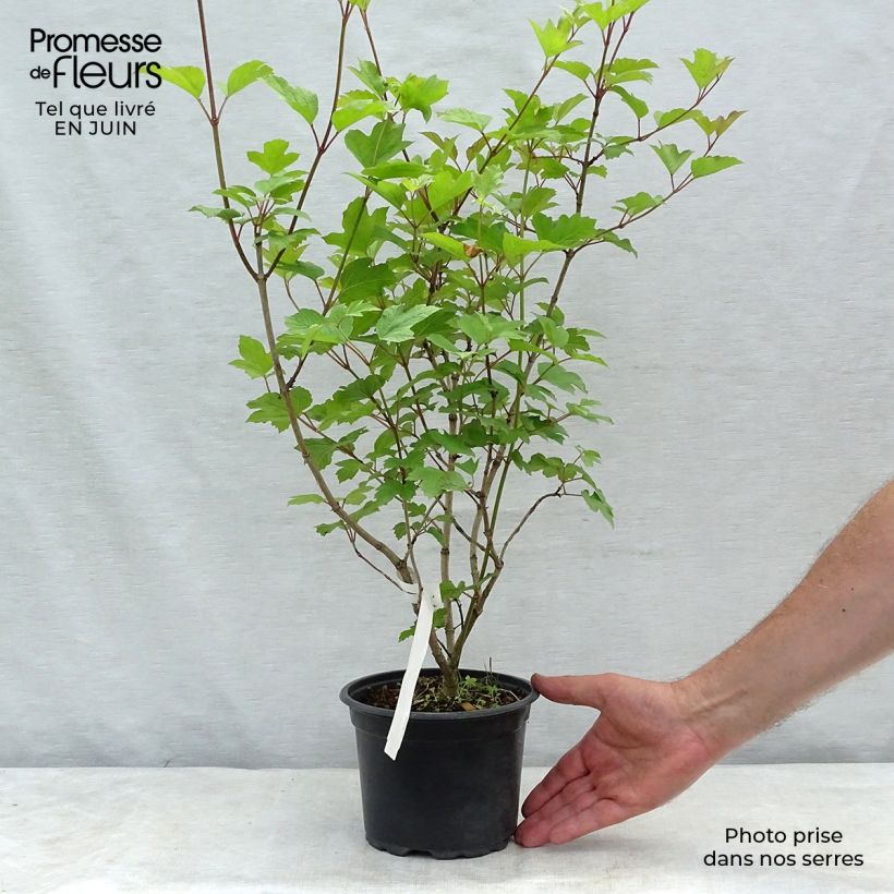 Amostra de Viburnum opulus - Viburno-comum Vaso de 2 L/3 L tal como entregue no verão