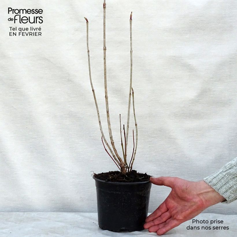 Amostra de Viorne obier - Viburnum opulus Vaso de 2 L/3 L tal como entregue no inverno