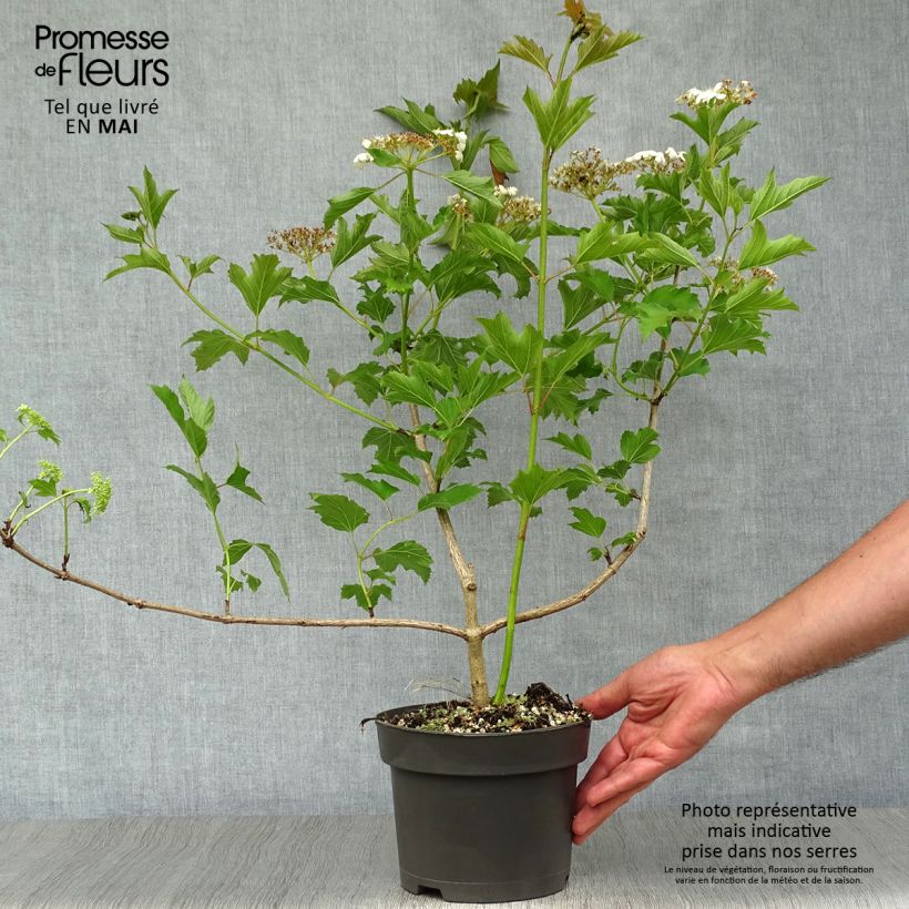 Amostra de Viburnum opulus - Viburno-comum Vaso de 2 L/3 L tal como entregue na primavera