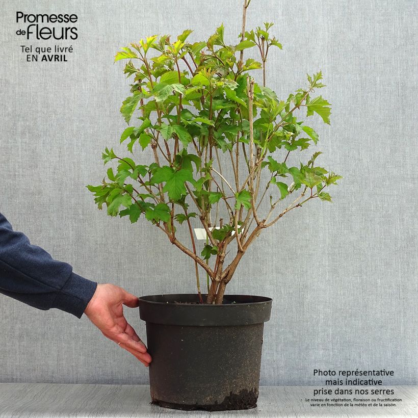 Amostra de Viburnum opulus - Viburno-comum Vaso de 7,5 L/10 L tal como entregue na primavera