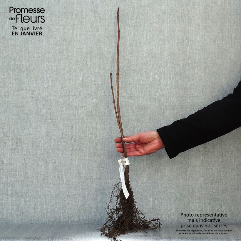 Amostra de Viorne obier - Viburnum opulus Raízes nuas tal como entregue no inverno