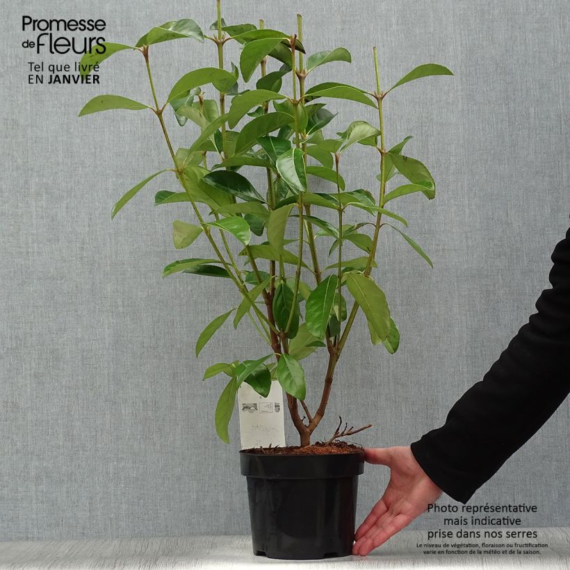 Amostra de Viorne odorante - Viburnum odoratissimum Vaso de 2 L/3 L tal como entregue no inverno