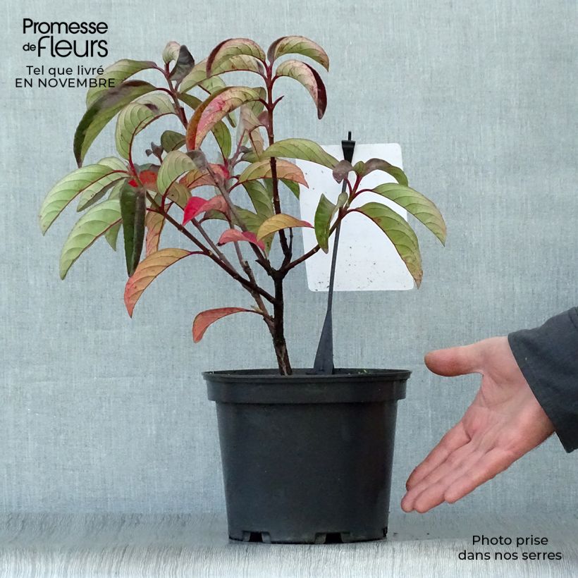 Amostra de Viburnum Le Bois Marquis - Viburno-doce Vaso de 3 L/4 L tal como entregue no outono