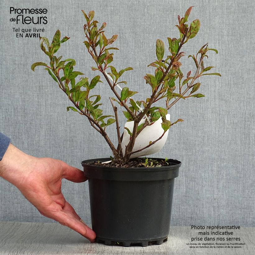 Amostra de Viburnum Le Bois Marquis - Viburno-doce Vaso de 3 L/4 L tal como entregue na primavera