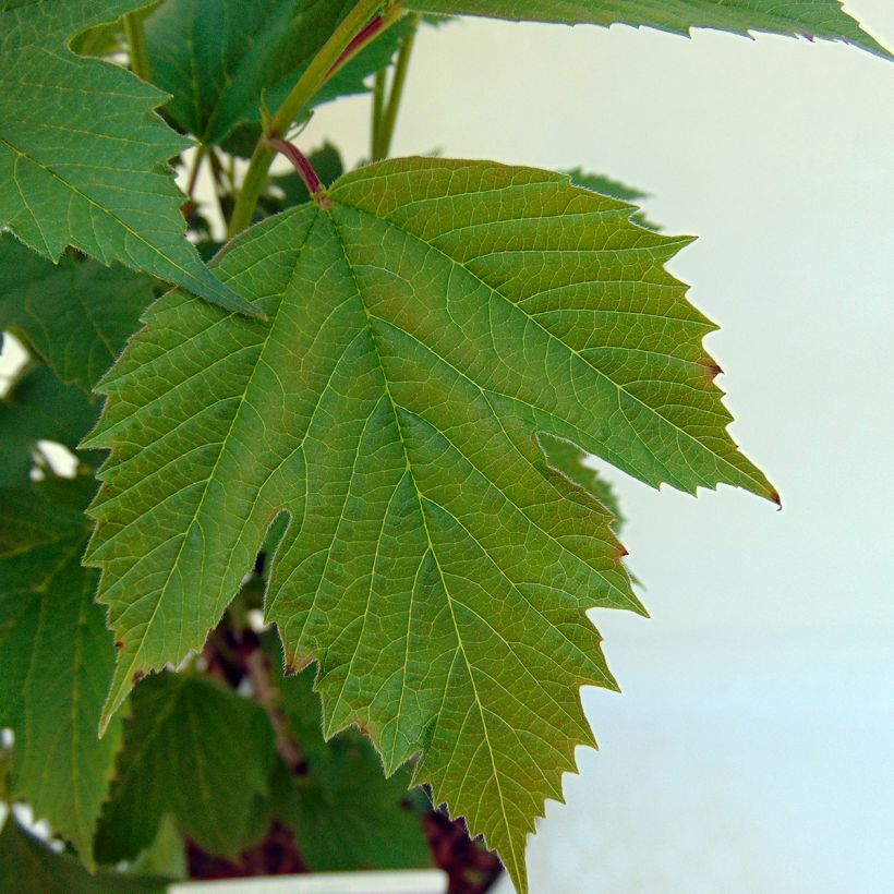 Viburnum trilobum Bailey Compact (Folhagem)