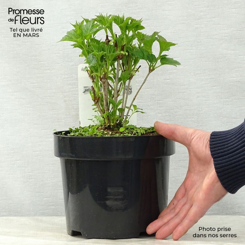 Amostra de Viburnum trilobum Bailey Compact Vaso de 3 L/4 L tal como entregue na primavera