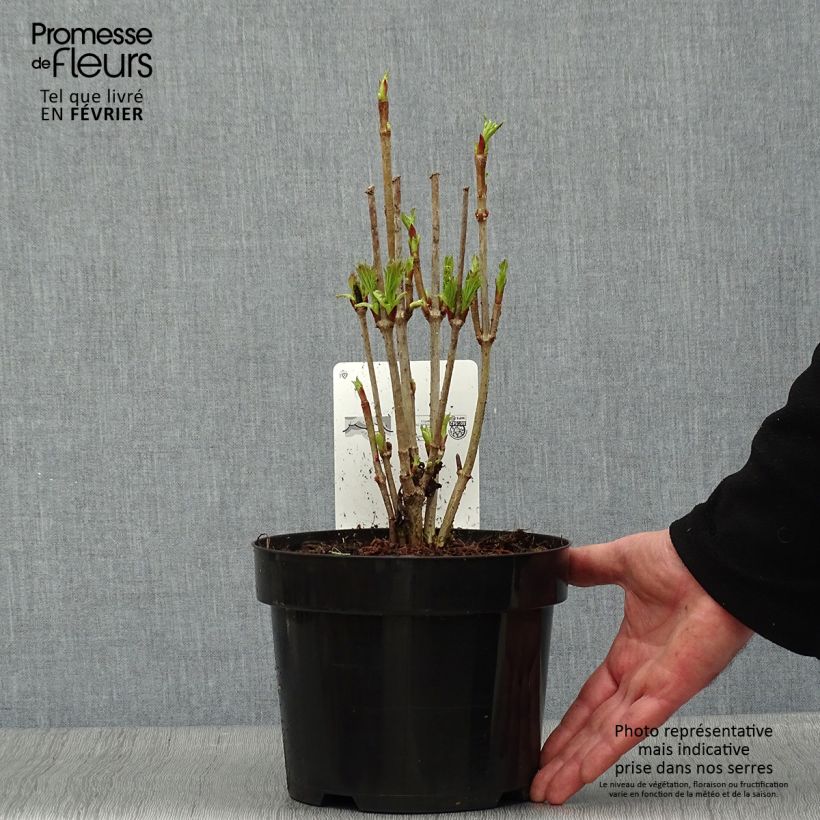 Amostra de Viorne trilobée - Viburnum trilobum Bailey Compact Vaso de 3 L/4 L tal como entregue no inverno