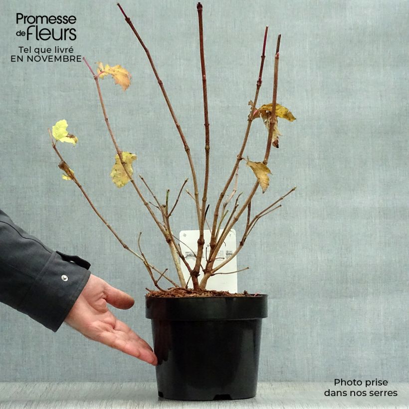 Amostra de Viburnum trilobum Wentworth - Viburno trilobado Vaso de 3 L/4 L tal como entregue no outono