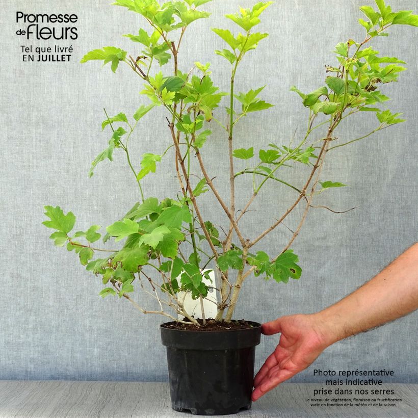 Amostra de Viburnum trilobum Wentworth - Viburno trilobado Vaso de 3 L/4 L tal como entregue no verão