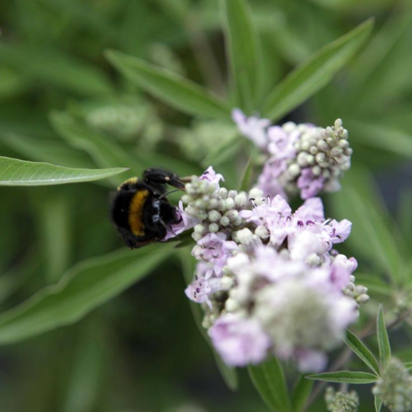 Vitex agnus-castus Pink Pinnacle (Floração)
