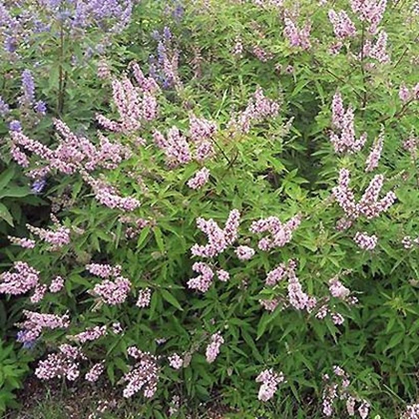 Vitex agnus-castus Pink Pinnacle (Hábito)