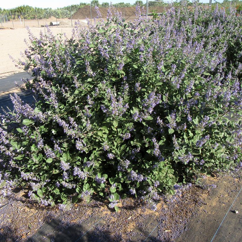 Vitex × agnus-castus Chicagoland Blues (Hábito)
