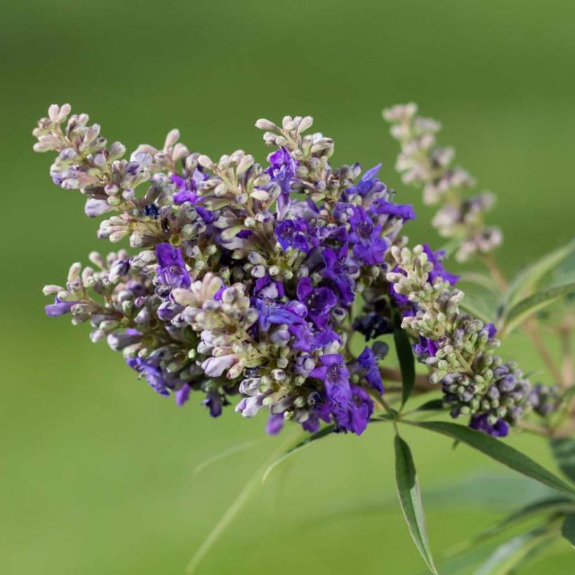 Vitex agnus-castus Blue Puffball (Floração)