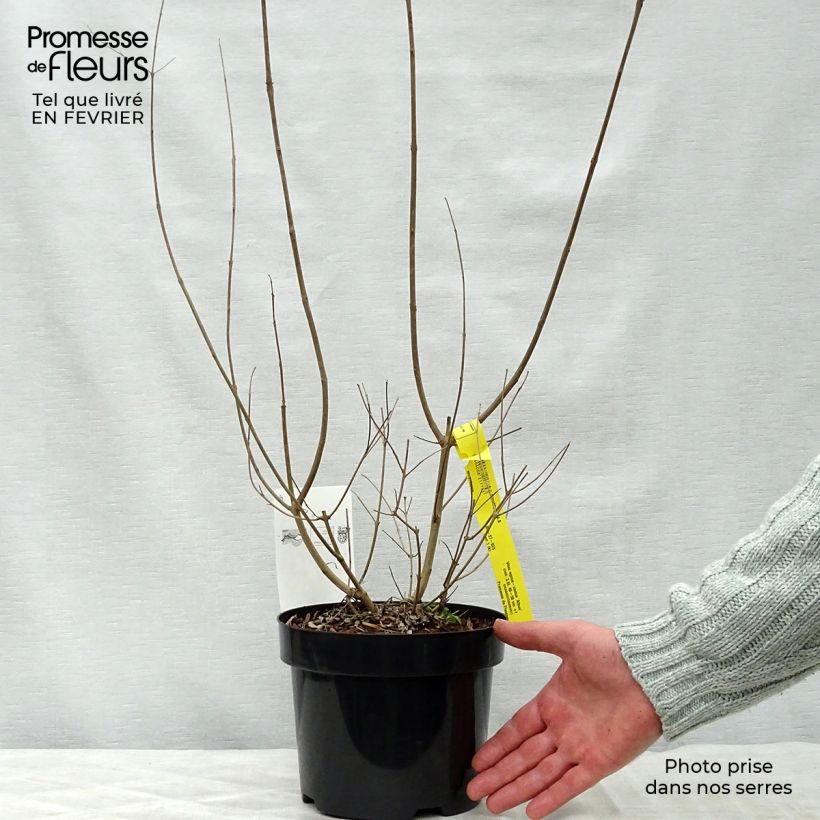 Amostra de Vitex agnus-castus Albus Vaso de 3 L/4 L tal como entregue no inverno