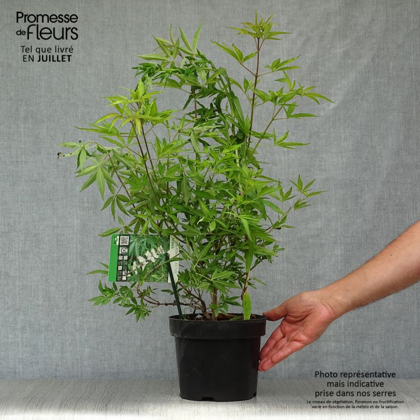 Amostra de Vitex agnus-castus Albus Vaso de 3 L/4 L tal como entregue no verão