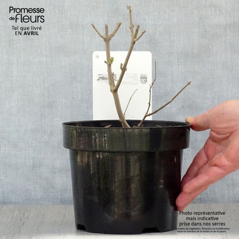 Amostra de Vitex agnus-castus Albus Vaso de 3 L/4 L tal como entregue na primavera