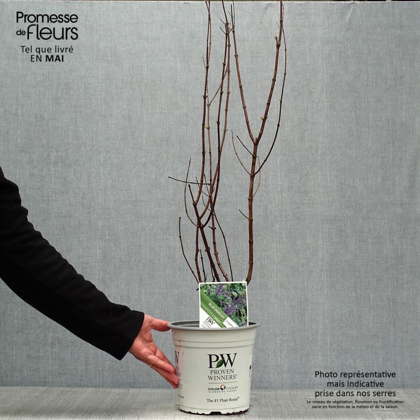 Amostra de Vitex agnus-castus Blue Didley® Vaso de 3 L/4 L tal como entregue na primavera