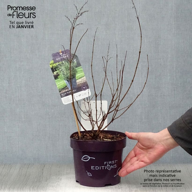 Amostra de Vitex agnus-castus Blue Puffball - Gattilier Vaso de 3 L/4 L tal como entregue no inverno