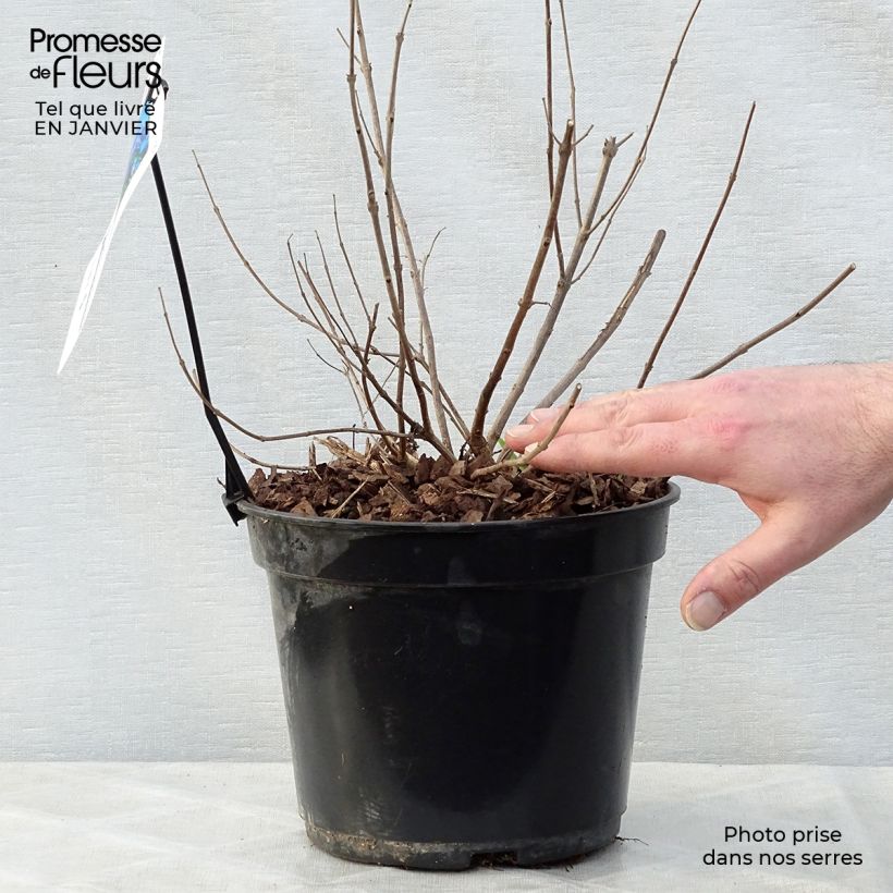 Amostra de Vitex agnus-castus Delta Blues Vaso de 3 L/4 L tal como entregue no inverno