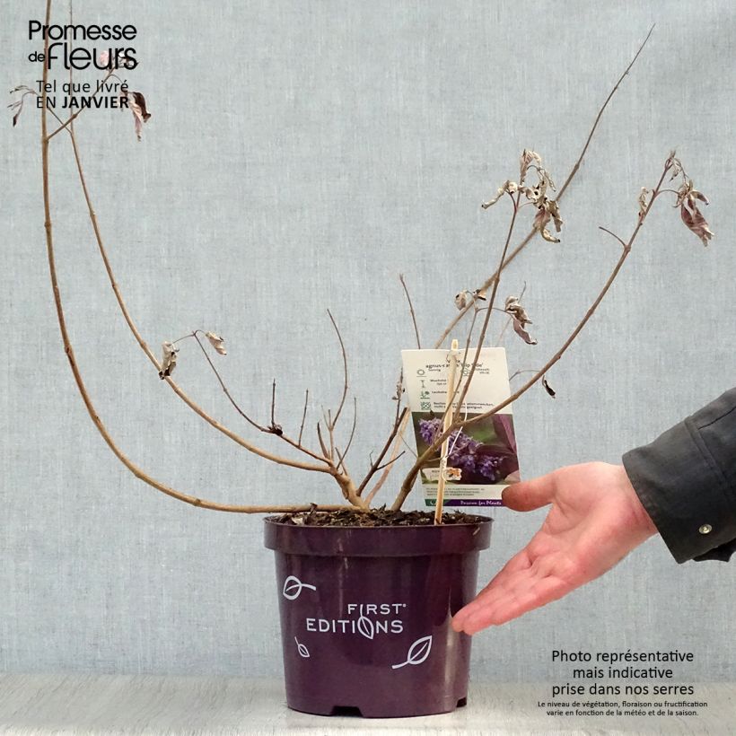 Amostra de Vitex agnus-castus Flip Side Vaso de 3 L/4 L tal como entregue no inverno