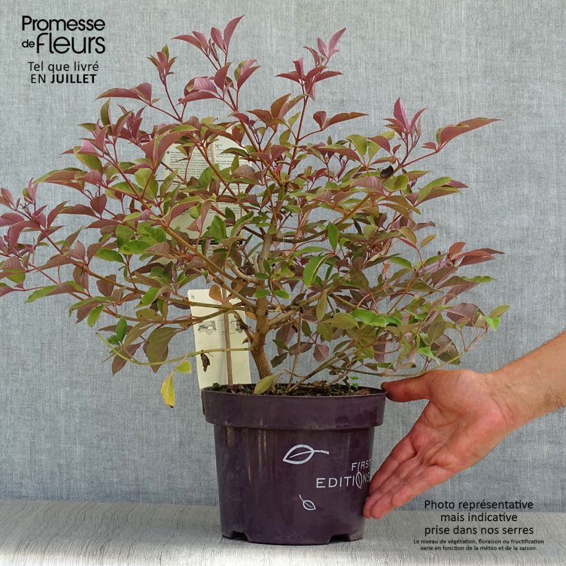 Amostra de Vitex agnus-castus Flip Side Vaso de 3 L/4 L tal como entregue no verão