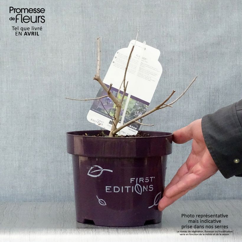 Amostra de Vitex agnus-castus Flip Side Vaso de 3 L/4 L tal como entregue na primavera