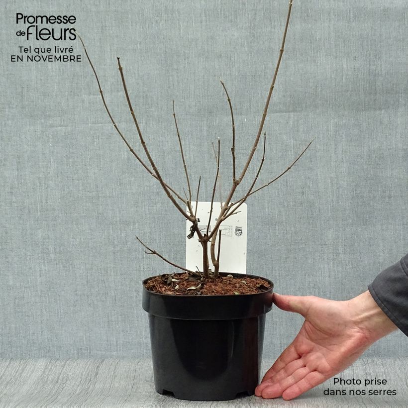 Amostra de Vitex agnus-castus Latifolia Vaso de 2 L/3 L tal como entregue no outono