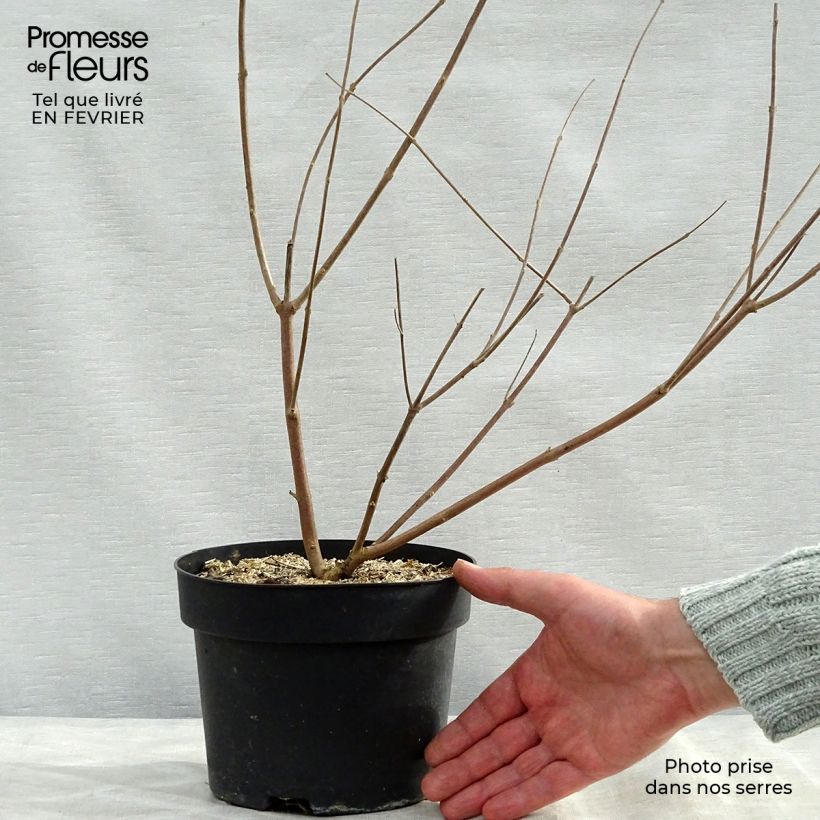 Amostra de Vitex agnus-castus Latifolia Vaso de 2 L/3 L tal como entregue no inverno