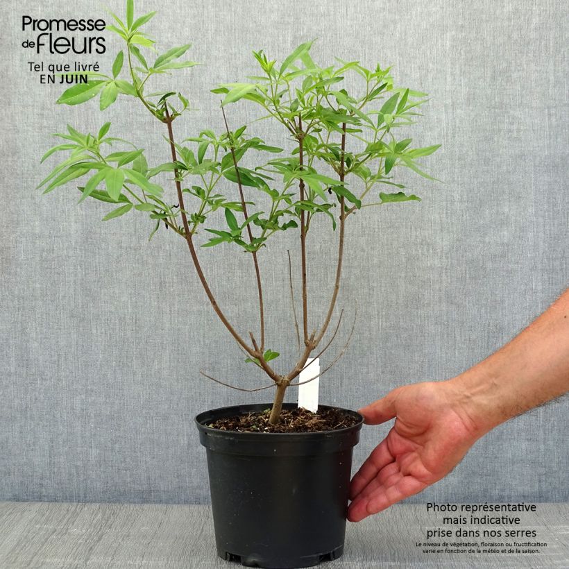 Amostra de Vitex agnus-castus Latifolia Vaso de 2 L/3 L tal como entregue no verão
