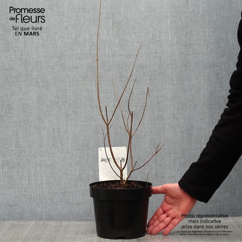 Amostra de Vitex agnus-castus Latifolia Vaso de 2 L/3 L tal como entregue na primavera