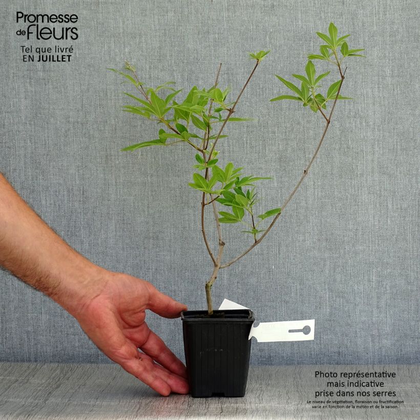 Amostra de Vitex agnus-castus Latifolia Vaso de 8/9 cm tal como entregue no verão