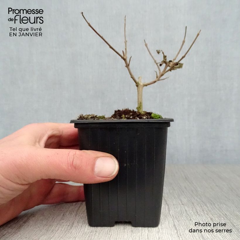 Amostra de Vitex agnus-castus Latifolia Vaso de 8/9 cm tal como entregue no inverno