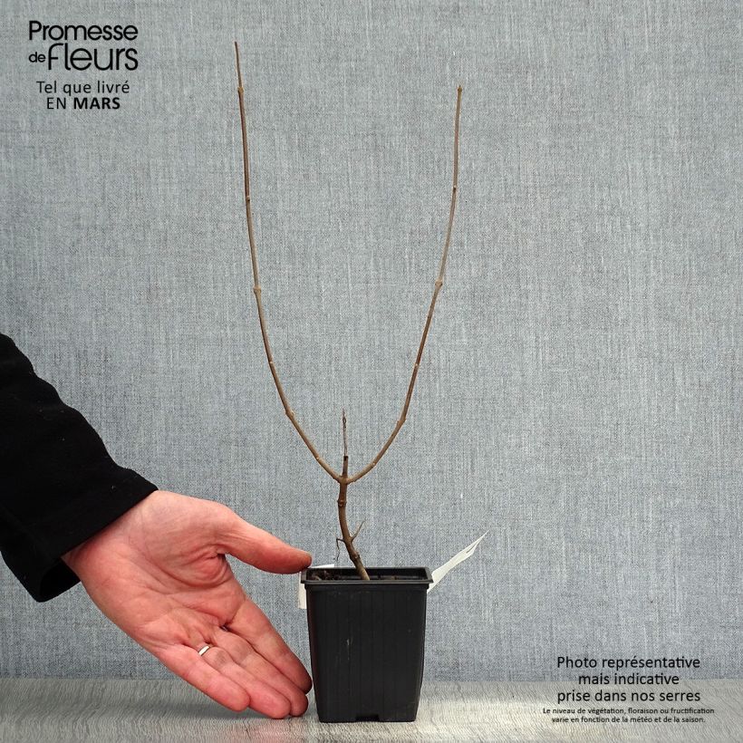 Amostra de Vitex agnus-castus Latifolia Vaso de 8/9 cm tal como entregue na primavera