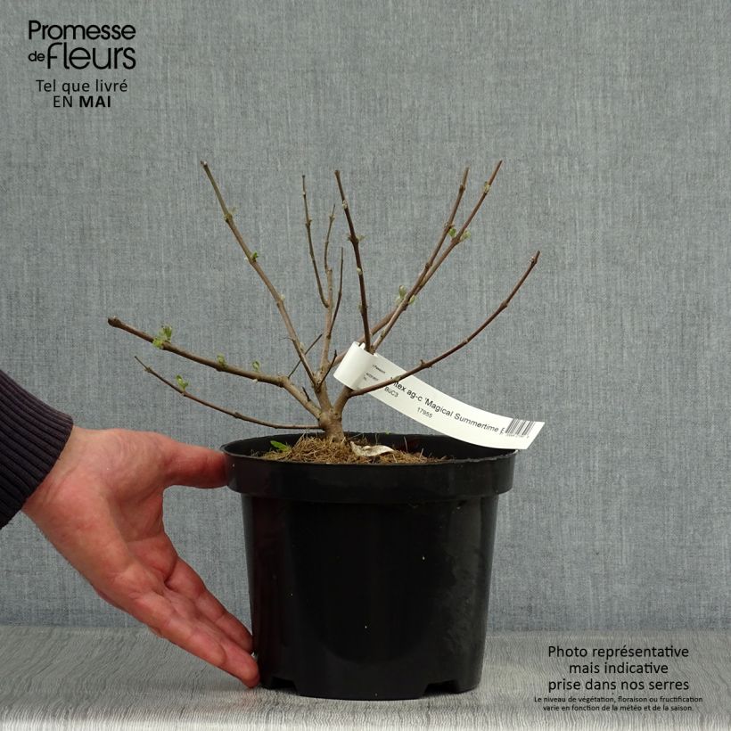 Amostra de Vitex agnus-castus Magical Summertime Blues Vaso de 2 L/3 L tal como entregue na primavera