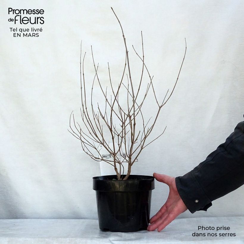 Amostra de Vitex agnus-castus Pink Pinnacle Vaso de 3 L/4 L tal como entregue na primavera